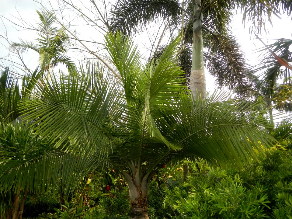 Ravenea rivularis Majestic tree palm philippines in Garden City of Guiguinto, Bulacan Barangay Santa Cruz 14°50'33"N  120°52'13"E Guiguinto, Bulacan Garden City of Guiguinto, Bulacan, Malolos Border A