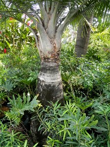 Ravenea rivularis Majestic tree palm philippines in Garden City of Guiguinto, Bulacan Barangay Santa Cruz 14°50'33"N  120°52'13"E Guiguinto, Bulacan Garden City of Guiguinto, Bulacan, Malolos Border A