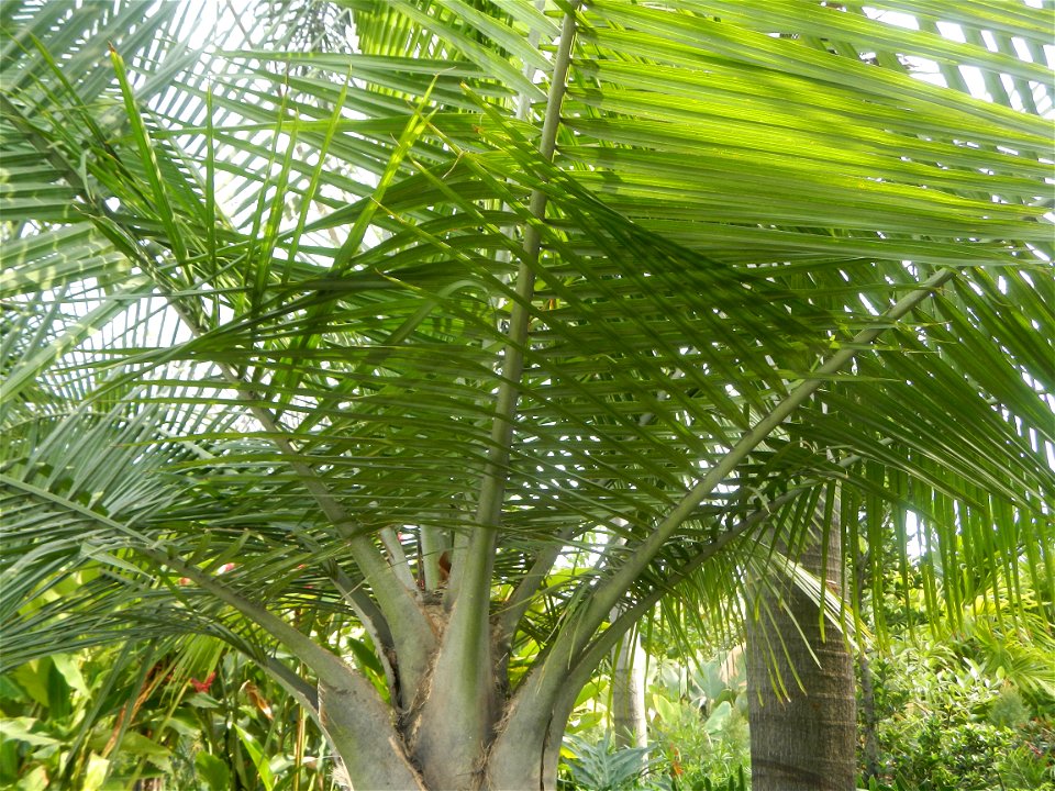 Ravenea rivularis Majestic tree palm philippines in Garden City of Guiguinto, Bulacan Barangay Santa Cruz 14°50'33"N  120°52'13"E Guiguinto, Bulacan Garden City of Guiguinto, Bulacan, Malolos Border A