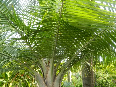 Ravenea rivularis Majestic tree palm philippines in Garden City of Guiguinto, Bulacan Barangay Santa Cruz 14°50'33"N  120°52'13"E Guiguinto, Bulacan Garden City of Guiguinto, Bulacan, Malolos Border A