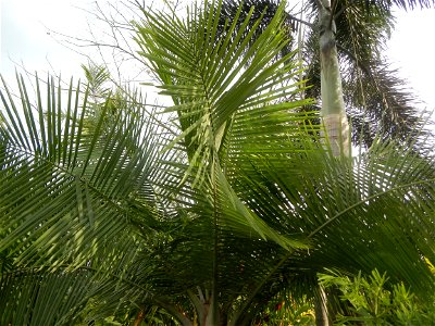 Ravenea rivularis Majestic tree palm philippines in Garden City of Guiguinto, Bulacan Barangay Santa Cruz 14°50'33"N  120°52'13"E Guiguinto, Bulacan Garden City of Guiguinto, Bulacan, Malolos Border A