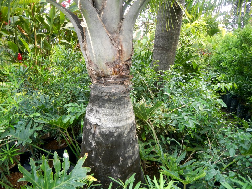 Ravenea rivularis Majestic tree palm philippines in Garden City of Guiguinto, Bulacan Barangay Santa Cruz 14°50'33"N  120°52'13"E Guiguinto, Bulacan Garden City of Guiguinto, Bulacan, Malolos Border A