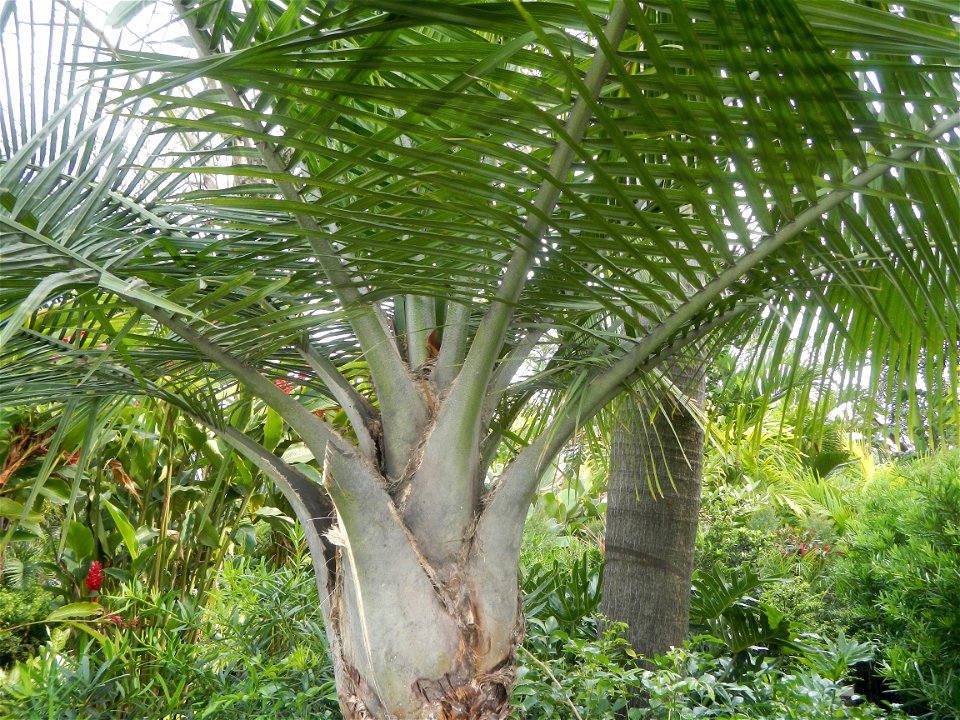 Ravenea rivularis Majestic tree palm philippines in Garden City of Guiguinto, Bulacan Barangay Santa Cruz 14°50'33"N  120°52'13"E Guiguinto, Bulacan Garden City of Guiguinto, Bulacan, Malolos Border A