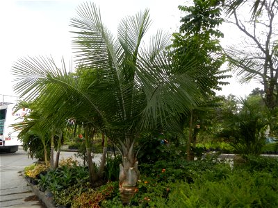 Ravenea rivularis Majestic tree palm philippines in Garden City of Guiguinto, Bulacan Barangay Santa Cruz 14°50'33"N  120°52'13"E Guiguinto, Bulacan Garden City of Guiguinto, Bulacan, Malolos Border A