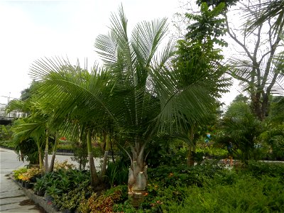 Ravenea rivularis Majestic tree palm philippines in Garden City of Guiguinto, Bulacan Barangay Santa Cruz 14°50'33"N  120°52'13"E Guiguinto, Bulacan Garden City of Guiguinto, Bulacan, Malolos Border A