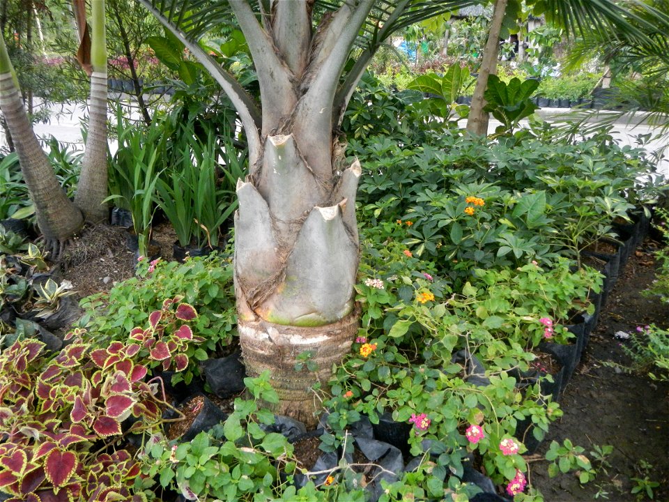 Ravenea rivularis Majestic tree palm philippines in Garden City of Guiguinto, Bulacan Barangay Santa Cruz 14°50'33"N  120°52'13"E Guiguinto, Bulacan Garden City of Guiguinto, Bulacan, Malolos Border A