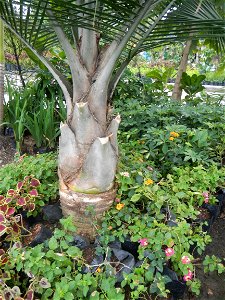 Ravenea rivularis Majestic tree palm philippines in Garden City of Guiguinto, Bulacan Barangay Santa Cruz 14°50'33"N  120°52'13"E Guiguinto, Bulacan Garden City of Guiguinto, Bulacan, Malolos Border A