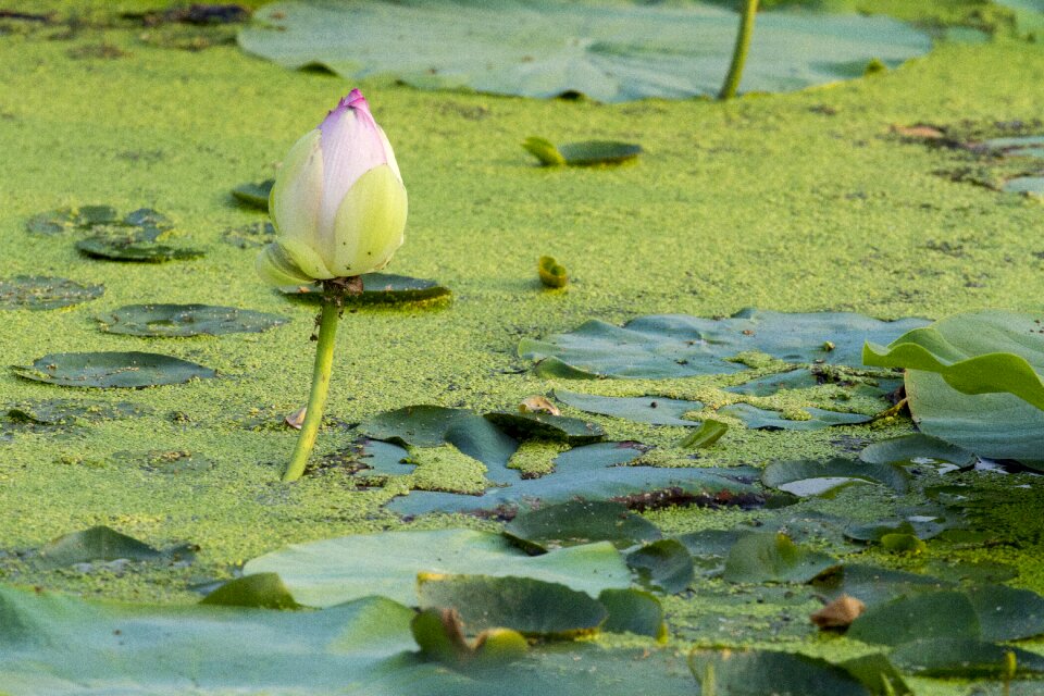 Summer lotus leaf pond