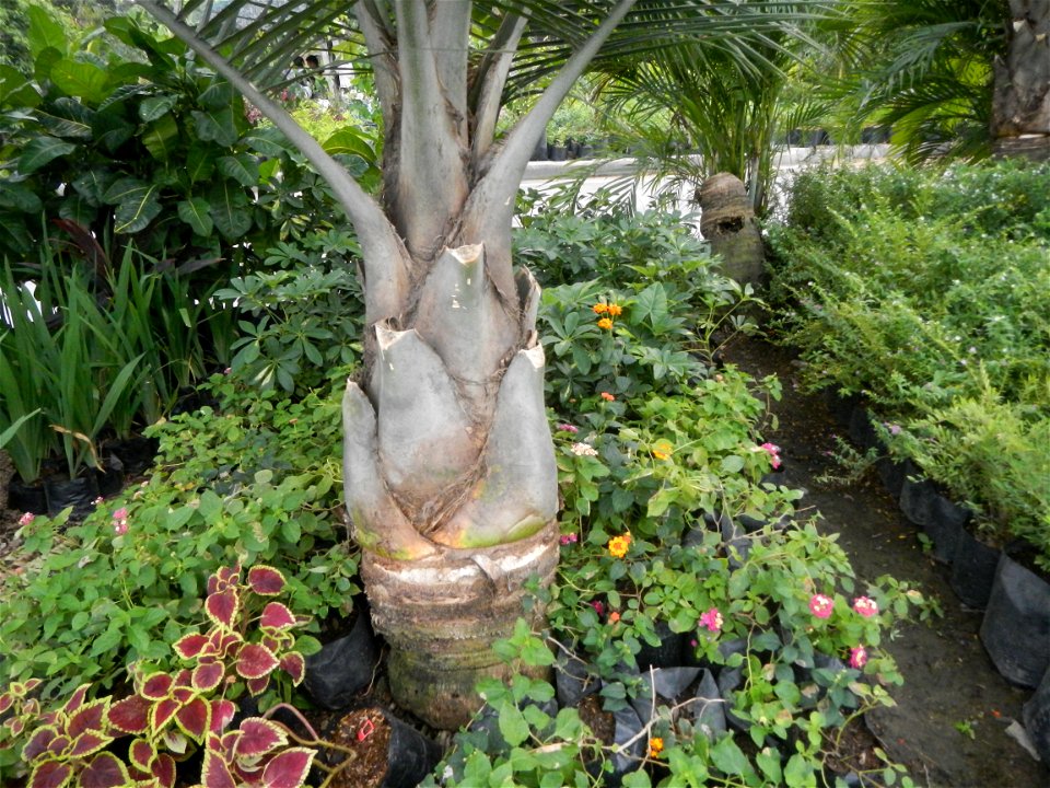 Ravenea rivularis Majestic tree palm philippines in Garden City of Guiguinto, Bulacan Barangay Santa Cruz 14°50'33"N  120°52'13"E Guiguinto, Bulacan Garden City of Guiguinto, Bulacan, Malolos Border A