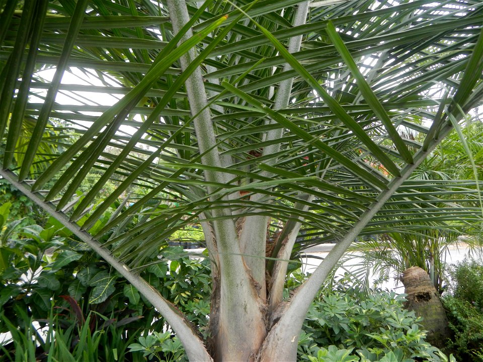 Ravenea rivularis Majestic tree palm philippines in Garden City of Guiguinto, Bulacan Barangay Santa Cruz 14°50'33"N  120°52'13"E Guiguinto, Bulacan Garden City of Guiguinto, Bulacan, Malolos Border A