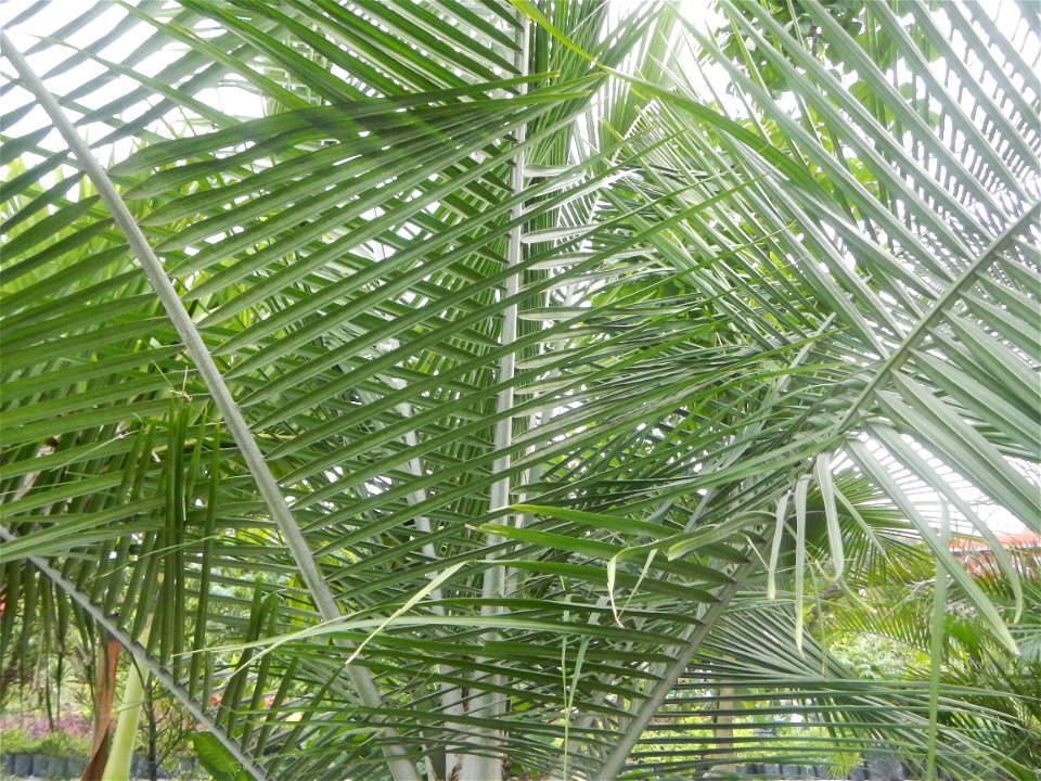 Ravenea rivularis Majestic tree palm philippines in Garden City of Guiguinto, Bulacan Barangay Santa Cruz 14°50'33"N  120°52'13"E Guiguinto, Bulacan Garden City of Guiguinto, Bulacan, Malolos Border A