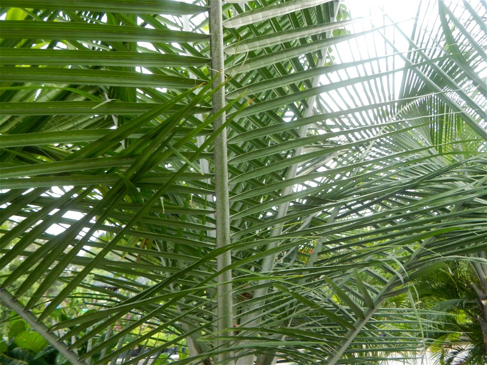 Ravenea rivularis Majestic tree palm philippines in Garden City of Guiguinto, Bulacan Barangay Santa Cruz 14°50'33"N  120°52'13"E Guiguinto, Bulacan Garden City of Guiguinto, Bulacan, Malolos Border A