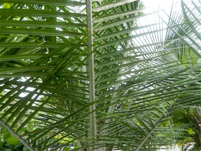 Ravenea rivularis Majestic tree palm philippines in Garden City of Guiguinto, Bulacan Barangay Santa Cruz 14°50'33"N  120°52'13"E Guiguinto, Bulacan Garden City of Guiguinto, Bulacan, Malolos Border A