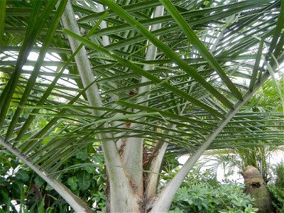 Ravenea rivularis Majestic tree palm philippines in Garden City of Guiguinto, Bulacan Barangay Santa Cruz 14°50'33"N  120°52'13"E Guiguinto, Bulacan Garden City of Guiguinto, Bulacan, Malolos Border A