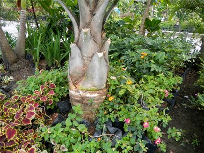 Ravenea rivularis Majestic tree palm philippines in the Garden City of Guiguinto, Bulacan Barangay Santa Cruz 14°50'33"N  120°52'13"E Guiguinto, Bulacan Garden City of Guiguinto, Bulacan, Malolos Bord