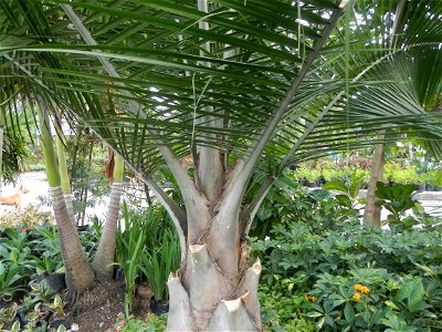 Ravenea rivularis Majestic tree palm philippines in the Garden City of Guiguinto, Bulacan Barangay Santa Cruz 14°50'33"N  120°52'13"E Guiguinto, Bulacan Garden City of Guiguinto, Bulacan, Malolos Bord