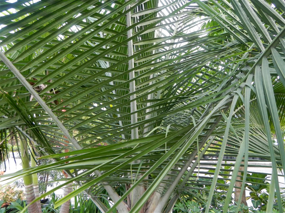 Ravenea rivularis Majestic tree palm philippines in the Garden City of Guiguinto, Bulacan Barangay Santa Cruz 14°50'33"N  120°52'13"E Guiguinto, Bulacan Garden City of Guiguinto, Bulacan, Malolos Bord