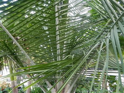 Ravenea rivularis Majestic tree palm philippines in the Garden City of Guiguinto, Bulacan Barangay Santa Cruz 14°50'33"N  120°52'13"E Guiguinto, Bulacan Garden City of Guiguinto, Bulacan, Malolos Bord