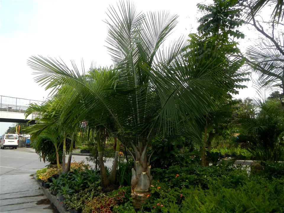Ravenea rivularis Majestic tree palm philippines in the Garden City of Guiguinto, Bulacan Barangay Santa Cruz 14°50'33"N  120°52'13"E Guiguinto, Bulacan Garden City of Guiguinto, Bulacan, Malolos Bord