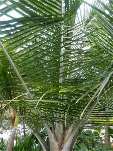 Ravenea rivularis Majestic tree palm philippines in the Garden City of Guiguinto, Bulacan Barangay Santa Cruz 14°50'33"N  120°52'13"E Guiguinto, Bulacan Garden City of Guiguinto, Bulacan, Malolos Bord