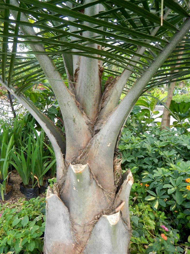 Ravenea rivularis Majestic tree palm philippines in the Garden City of Guiguinto, Bulacan Barangay Santa Cruz 14°50'33"N  120°52'13"E Guiguinto, Bulacan Garden City of Guiguinto, Bulacan, Malolos Bord