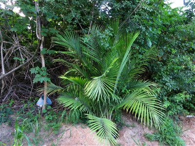 A large cluster of w:Ravenea rivularis (Majesty palm) houseplant placed outdoors for summer.