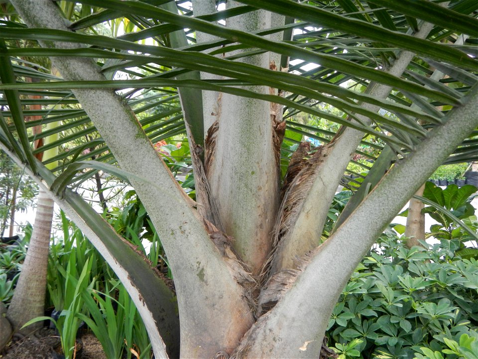 Ravenea rivularis Majestic tree palm philippines in the Garden City of Guiguinto, Bulacan Barangay Santa Cruz 14°50'33"N  120°52'13"E Guiguinto, Bulacan Garden City of Guiguinto, Bulacan, Malolos Bord
