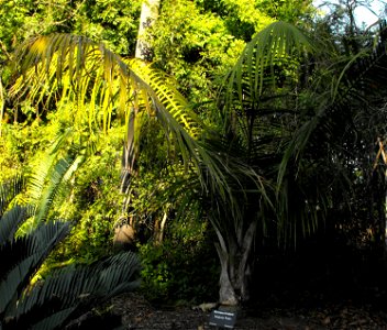 Ravenea rivularis at the San Diego Zoo, California, USA. Identified by sign.