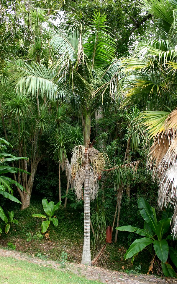 Archontophoenix cunninghamiana, Alberon Park, Parnell, Auckland, New Zealand. This palm is native to eastern Australia, and has the common name Bangalow Palm.