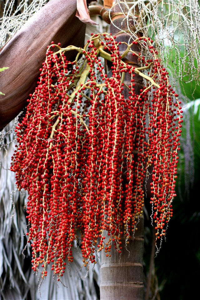 Archontophoenix cunninghamiana, ripe seeds, Alberon Park, Parnell, Auckland, New Zealand.