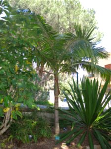 Archontophoenix cunninghamiana in parc Gonzalez in Bormes-les-Mimosas (Var, France). Plant identified by its botanic label.