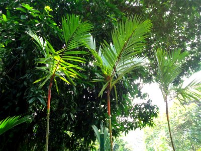 Lipstick Palms, Penang Botanic Gardens, Malaysia photo