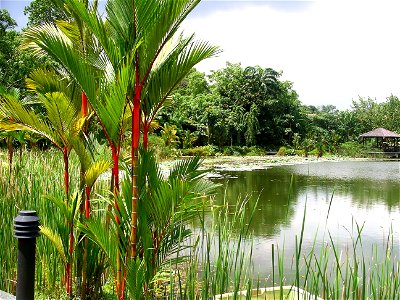 Lake in Singapore Botanic Gardens