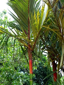 Lipstick Palm, Penang Botanic Gardens, Malaysia photo