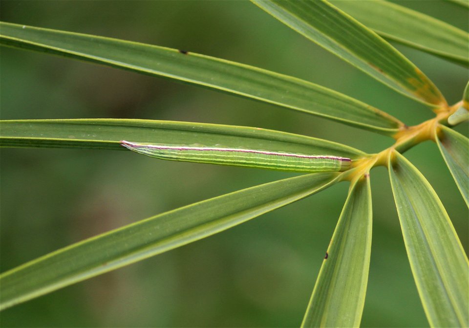 Moth Caterpillar on Phoenix sylvestris
