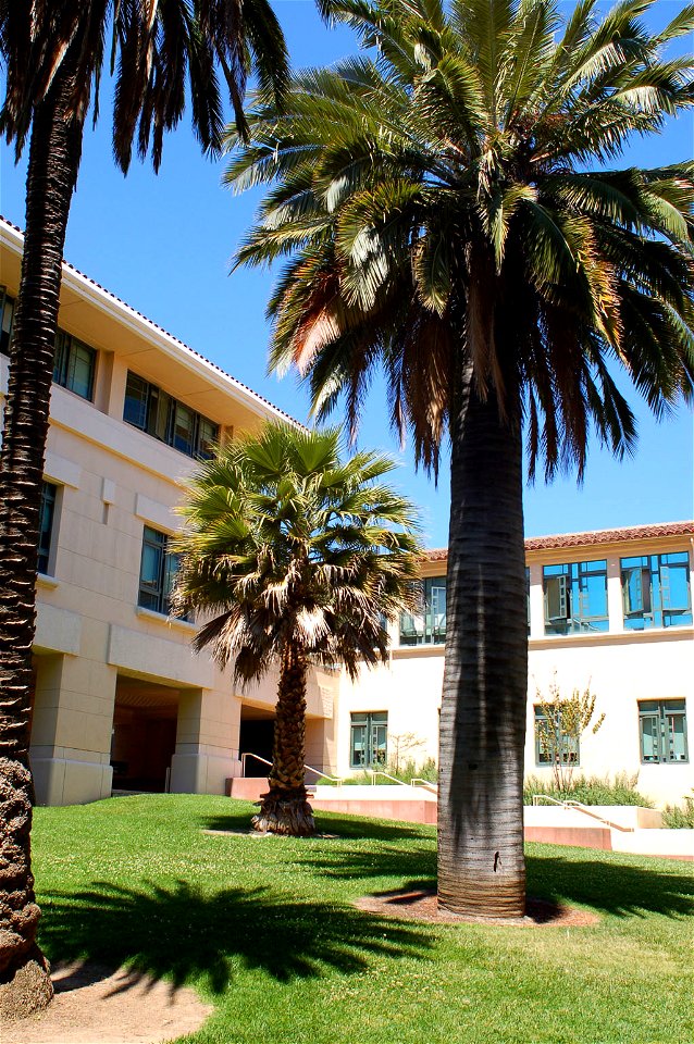 Orfalea College of Business, at Cal Poly San Luis Obispo, California.

Mature palm tree specimens in courtyard, including rare Chilean Wine Palm (Jubaea chilensis) on right.