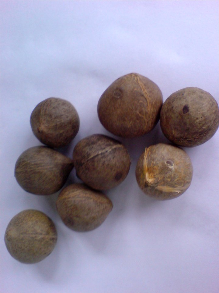 Seeds of the fruit of the Chilean Wine Palm.