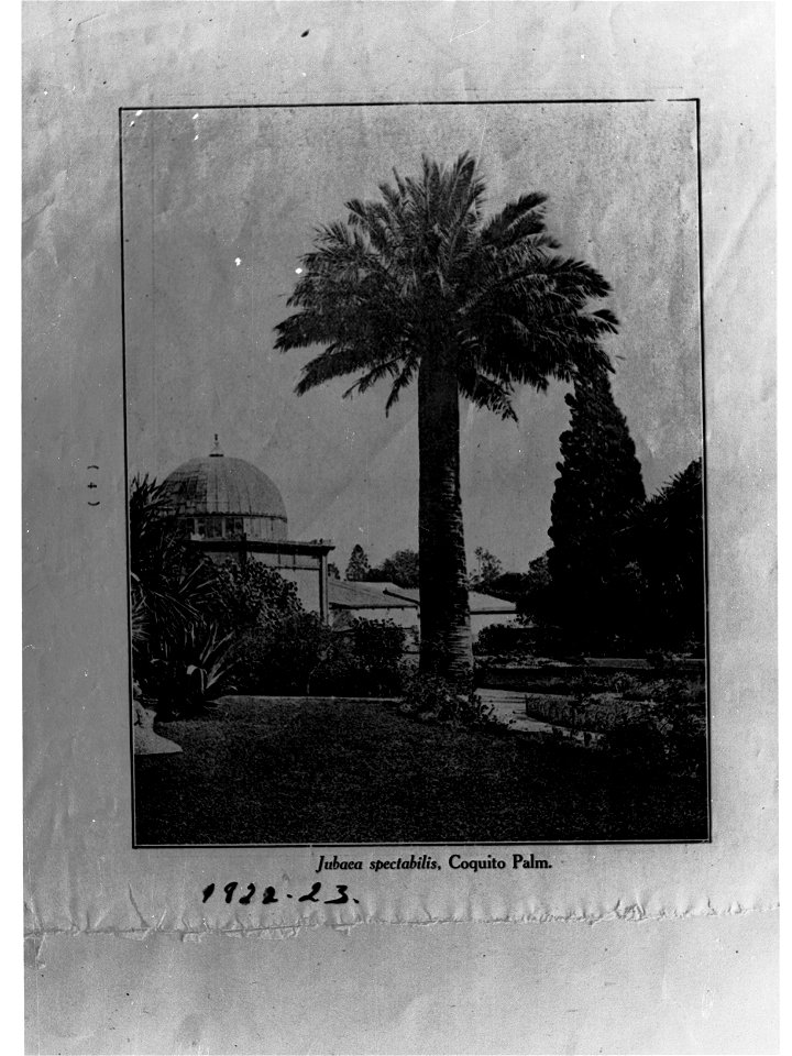 Jubaca Spectabilis Coquito Palm at the Botanic Gardens