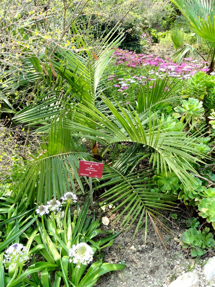 Jubaea chilensis specimen in the Jardin botanique du Val Rahmeh, Menton, Alpes-Maritimes, France.