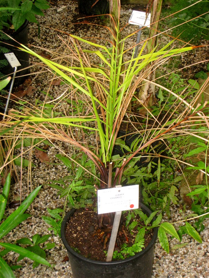 Jubaea chilensis specimen in the National Botanic Garden of Belgium, Meise, just north of Brussels, Belgium.