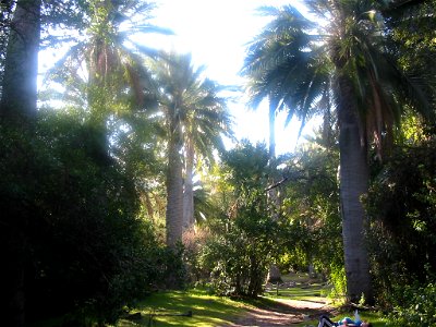 Jubaea chilensis. Sector Casino - Palmar de Ocoa. Parque Nacional La Campana. V Región. Chile