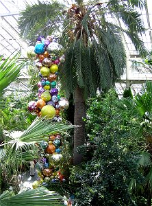 Chilean Wine Palm Jubaea chilensis in the Temperate House at Kew Gardens, London. Raised from seed in 1846 this is the world’s tallest greenhouse plant at 52 feet (16 metres) in 2004, and still growin photo