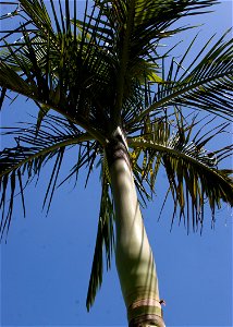 Archontophoenix alexandrae