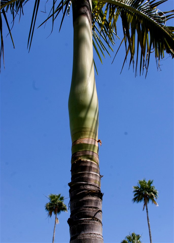 Archontophoenix alexandrae