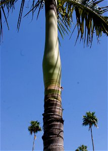 Archontophoenix alexandrae
