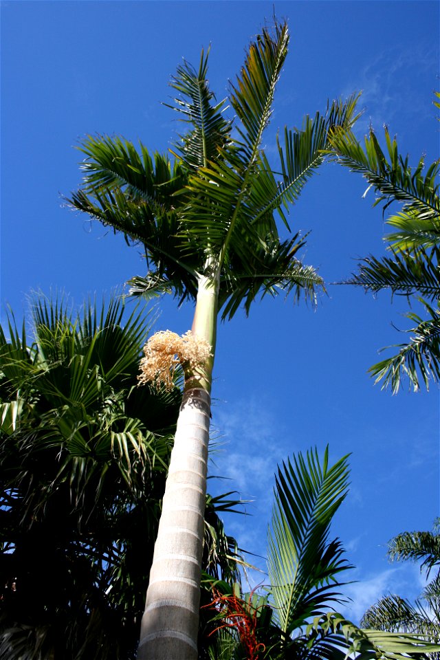 Archontophoenix alexandrae, a palm native to Queensland, Australia, growing in cultivation at Kerikeri, North Island, New Zealand.