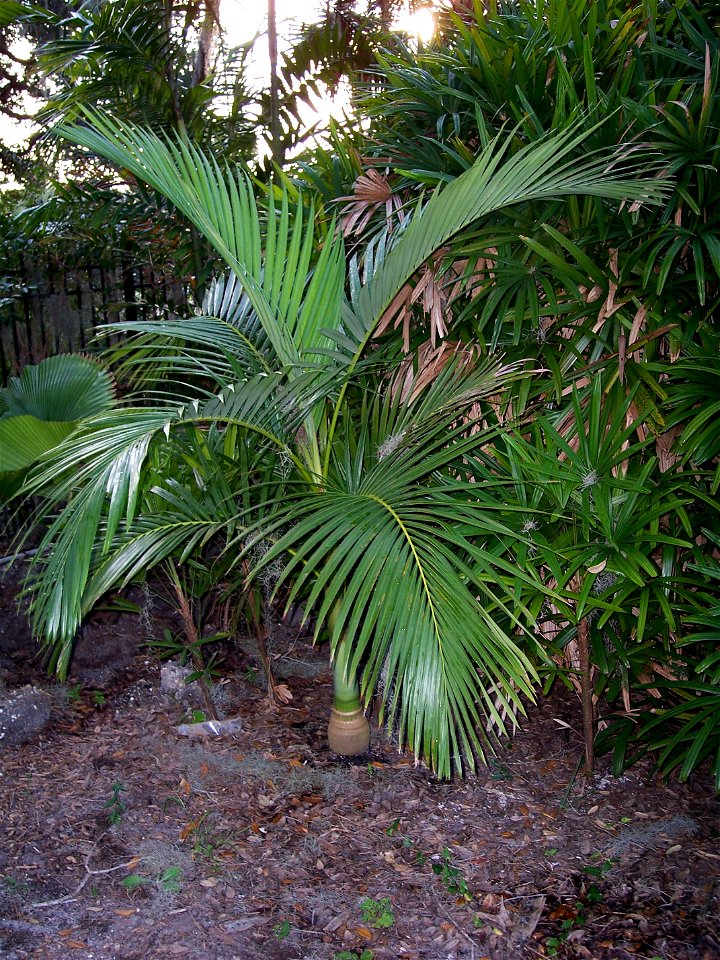 Young Alexander Palm Archontophoenix alexandrae - Tampa, Florida