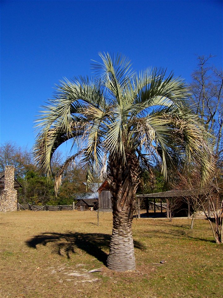 A Butia species, most likely Butia capitata, showing details of its crown, leaves, trunk and base. Lexington, South Carolina, USA.