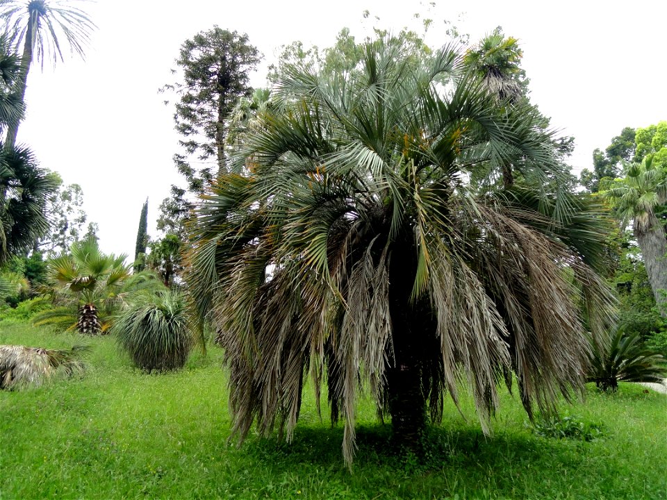 Butia capitata specimen in the Jardin botanique de la Villa Thuret, Antibes Juan-les-Pins, Alpes-Maritimes,France.