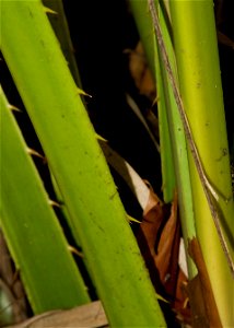 Livistona chinensis, showing armed petioles
